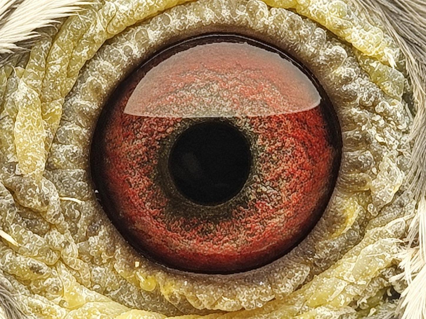 Pigeon eye